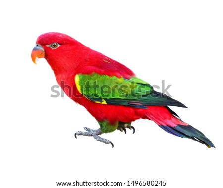 Red parrot green wing standing look to camera isolated on white background. This has clipping path.