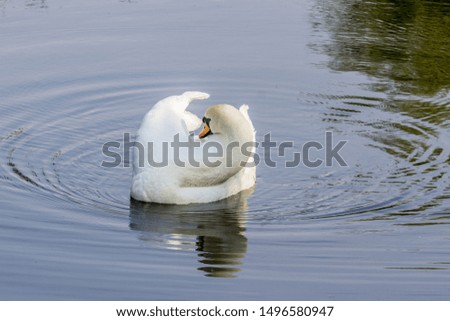 A white swan floating on the dark water and cleaning it's plumage. Birds in the city. Animal world of Russia. Swan lake in the summer.