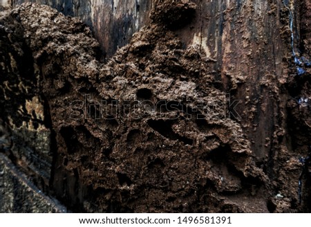 
termite nest in a rubber tree take in indonesia central java