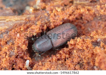 Hylastes - It is a bark beetle, a member of the subfamily Scolytinae (formerly Scolytidae) commonly called the pine bark beetle. Royalty-Free Stock Photo #1496617862