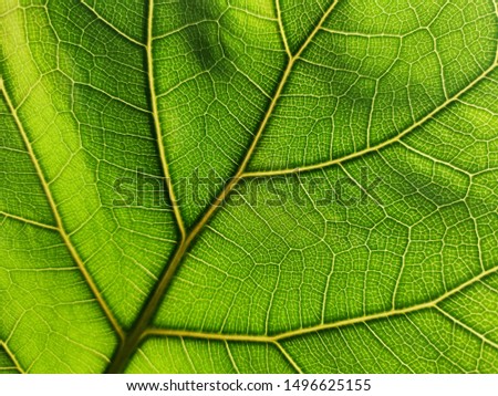 green leaf of ficus macro