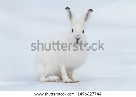 White hare (Lepus timidus). Hare sits on the snow in the tundra. Closeup animal portrait. Eye to eye. Wildlife of the Arctic. Nature and animals of Chukotka. Siberia, Far East Russia.  Royalty-Free Stock Photo #1496627744
