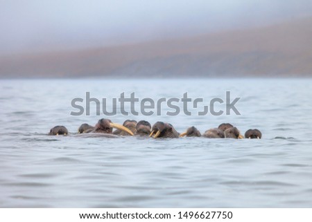 Seascape with a herd of walruses (Odobenus rosmarus). Foggy weather. There are many walruses in the water with large tusks. Wildlife of the Arctic. Nature and animals of Chukotka. Far East of Russia.