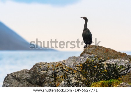 Cormorant (Phalacrocorax pelagicus). A large black bird sits on a rocky cape. Wildlife of the Arctic. The nature of Chukotka. Providence Bay, Chukotka, Far East Russia. Royalty-Free Stock Photo #1496627771