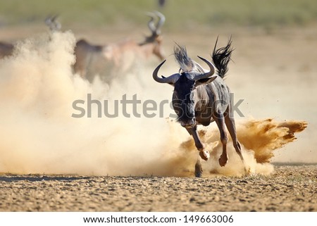 Blue wildebeest running on dusty plains (  Taurinus; connochaetes ) - Kalahari desert - South Africa