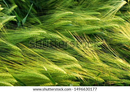 Stalks of wheat and ears of corn close-up. Shades of green Royalty-Free Stock Photo #1496630177