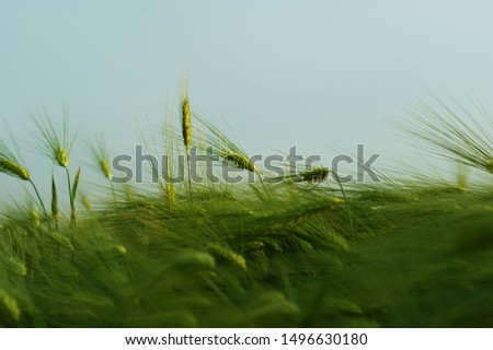 Young stalks of wheat and ears of corn close-up on a blue sky. Ripe wheat stalks and ears closeup against blue sky Royalty-Free Stock Photo #1496630180