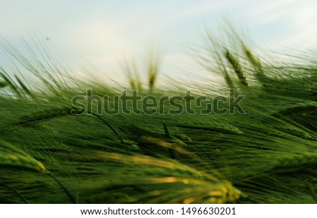 Young stalks of wheat and ears of corn close-up on a blue sky. Ripe wheat stalks and ears closeup against blue sky Royalty-Free Stock Photo #1496630201