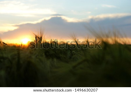 Wheat field at sunset background golden wheat field and sunset. soft focus on bottom of picture