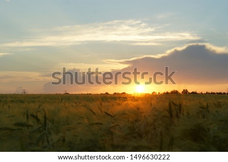 Wheat field at sunset background golden wheat field and sunset. soft focus on bottom of picture Royalty-Free Stock Photo #1496630222