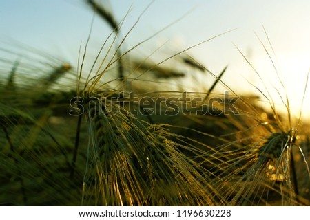 Spikelets of wheat on a sunset background. The rays of the setting sun break through the wheat. Landscape fantastic sunset on the wheat field sunbeams glare Royalty-Free Stock Photo #1496630228