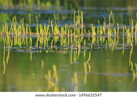Water plants. Beautiful scene on the lake.  