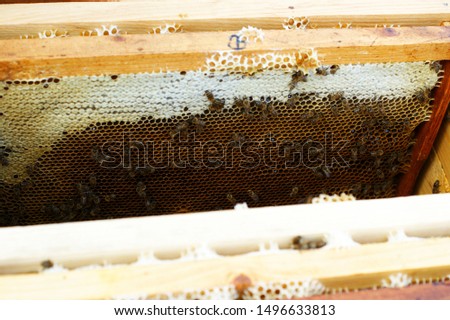 Photograph of the inside of a Honey hive containing traditional wooden hive frames. A large number of worker bees are visible clustered on each frame. Royalty-Free Stock Photo #1496633813
