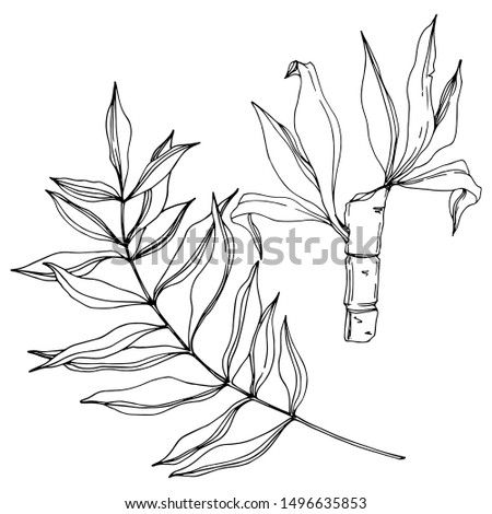 Vector Exotic tropical hawaiian summer. Palm beach tree leaves jungle botanical. Black and white engraved ink art. Isolated leaf illustration element on white background.