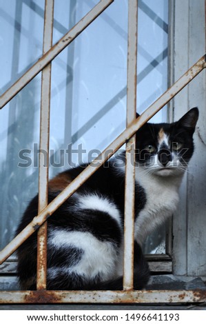 beautiful black and white cat sits behind an iron bars and looks at the camera