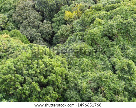 Rainforest tree canopy - Aerial photo