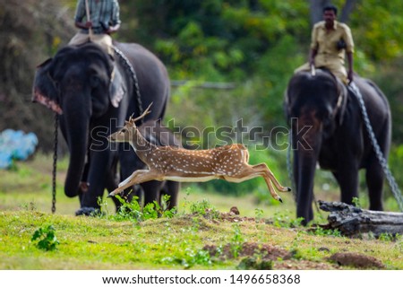 Male spotted deer jumping in front of elephants Bandipur National Park ,Karnataka,South India 