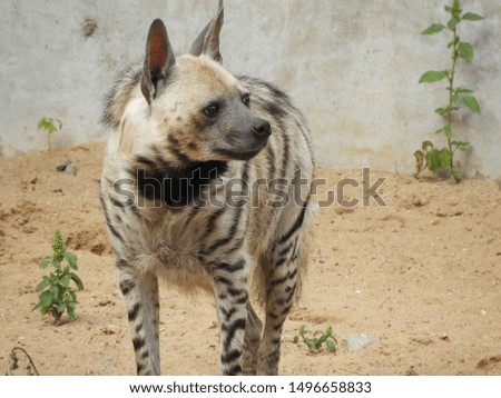 
 striped hyena predatory animal walking on a sandy surface