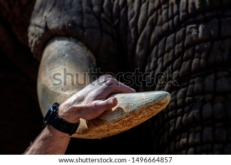 elephant ivory tusk close up in kruger park south africa detail