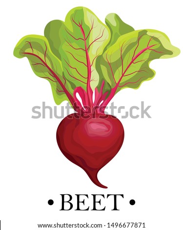 Ripe red beets with green leaves. Card, banner, sticker, poster, print. Vector illustration. Royalty-Free Stock Photo #1496677871