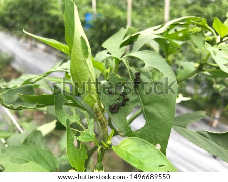 Worms eat green leave pepper in field.