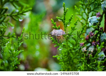 Macro photo of a bug on young green branches of thuja