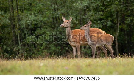 Cute red deer, Cervus elaphus, hind and fawn in nature looking aside with copy space. Two wild animals in wilderness standing and watching. Royalty-Free Stock Photo #1496709455