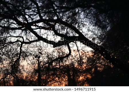 A tree with Christmas light silhouette
 with sunset behind Holiday lights