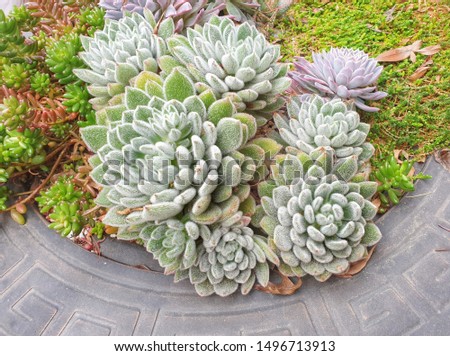 Group of succulent plants greenery gardening photography 