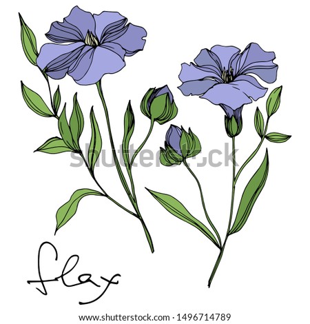 Vector Flax floral botanical flowers. Wild spring leaf wildflower isolated. Black and white engraved ink art. Isolated flax illustration element on white background.