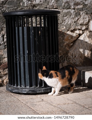 Vertical photo of an adorable cat in front of a trash bin in the old streets of Rovinj, Croatia.