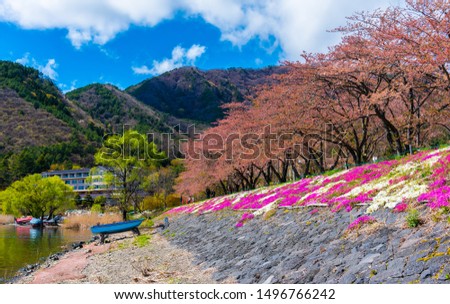image of Sakura Flower trees rows in Kogamasao Memorial public Park near kawaguchiko park Japan.