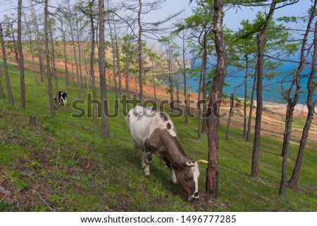View of grazing cows on the steep shore of Lake Baikal on the island of Olkhon, picture taken in summer, afternoon in sunny weather