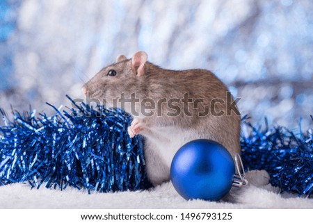 New Year concept. Cute white domestic rat in a New Year's decor. Symbol of the year 2020 is a rat. 
