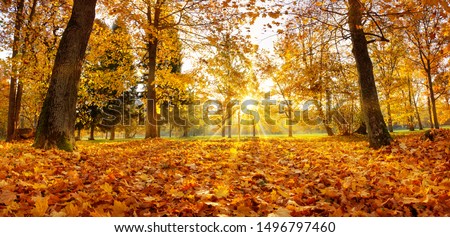 trees in the park in autumn on sunny day