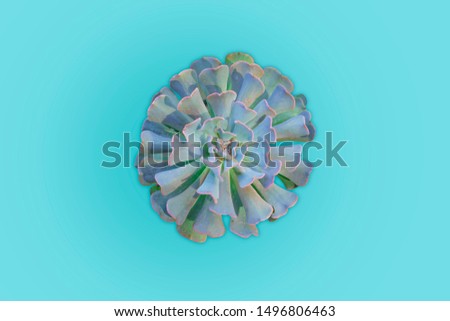 Natural green cactus on light blue background - Top view - Flat lay