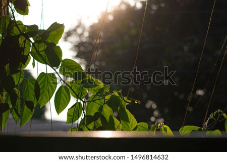 leaf and sun, sky and house 