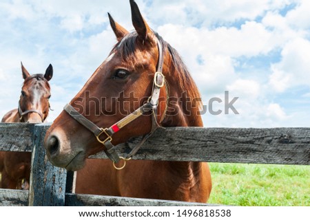Thoroughbred horses on a horse farm Royalty-Free Stock Photo #1496818538