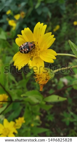 this is a picture of insect and flower.