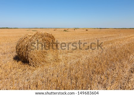 Haystacks after the harvest of wheat