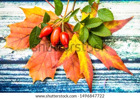 autumnal colorful leaves and rose hip berry decorated on blue red background