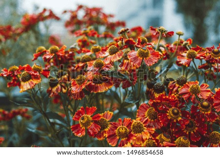Red orange autumn flowers helenium in the garden. Close up