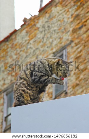 Street cat with beautiful patterns and green eyes on a roof against an old brick wall in red ocher and earth color