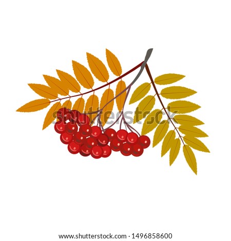 Rowan branch. Without background, isolated. Clip art for your design.