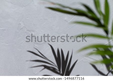 Selective focus on shadow of palm tree on a grey textured background. Natural day light, trendy picture, space for text