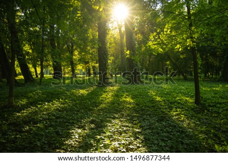fairy tale beautiful forest scenery landscape photography green grass meadow and foliage with bright sun light rays through branches