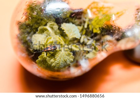 terarrium plant with insects in light bulb. close up of mini garden in glass with  bedbug soldiers living inside