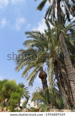 Paradise palm garden, Cyprus, Famagusta
