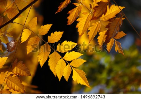 colorful autumn leaves on a blue background