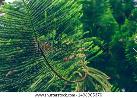 Beautiful green branches of Araucaria heterophylla or Norfolk Island pine. View up. Filled full frame picture. Natural fresh green pattern with lush green scale-like leaves. Used as Christmas tree.
